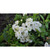      Phlox drummondii, 