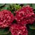    Grandiflora Double Petunias, 