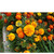    Tagetes erecta, 