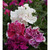    Multiflora Double Petunias, 