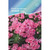     (Phlox drummondii), 