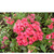     (Phlox drummondii), 