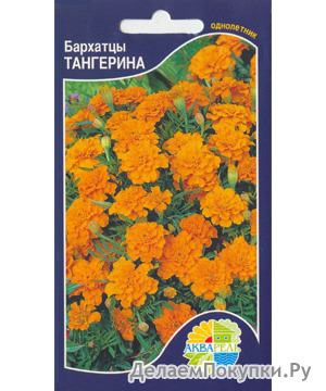   (Tagetes patula)