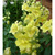  ,     Antirrhinum majus F1 / , 