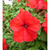     Grandiflora Single Petunia, 