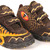  Dinosoles  12011 Brown