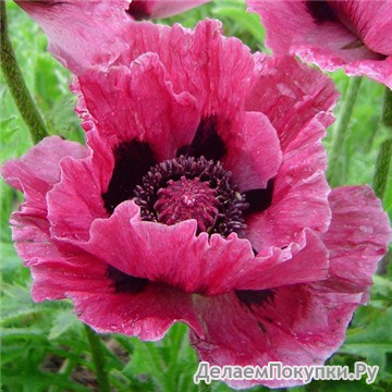 253. Papaver Bolero