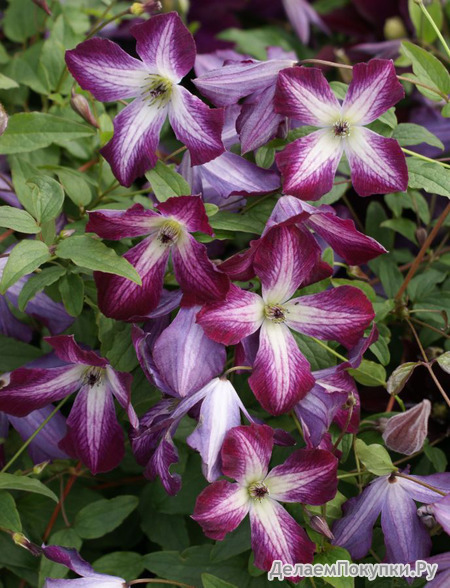 324. Clematis	Minuet