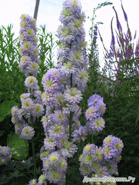 388. Delphinium	elatum	Delphi's Moonlight