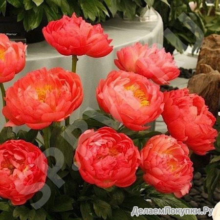 5. Paeonia	Coral Sunset