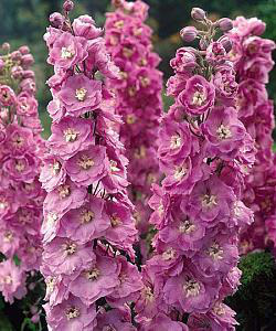 33. Delphinium elatum Delphi's Pink Power 03/05