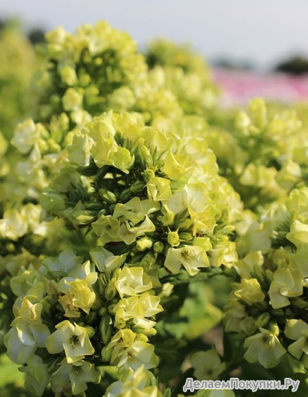 38. Phlox	paniculata	Babje Leto