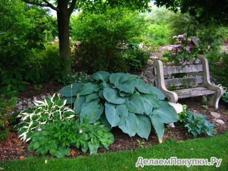 66.Hosta Blue Angel