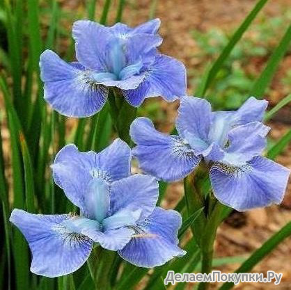 91.Iris Sibirica Dear Delight