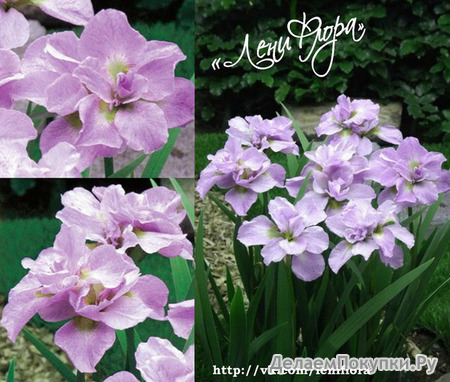 92.Iris Sibirica Kita-No-Seiza