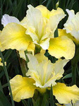 95.Iris Sibirica Summer Revels