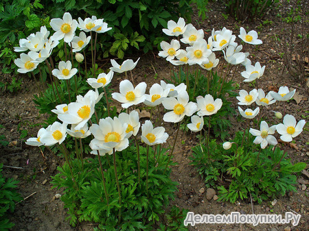 110. Anemone sylvestris