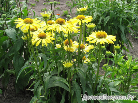 130. Echinacea purpurea	Cleopatra