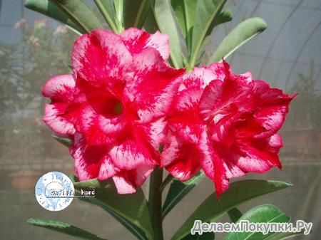 Adenium Obesum	Excellent Lover 5 