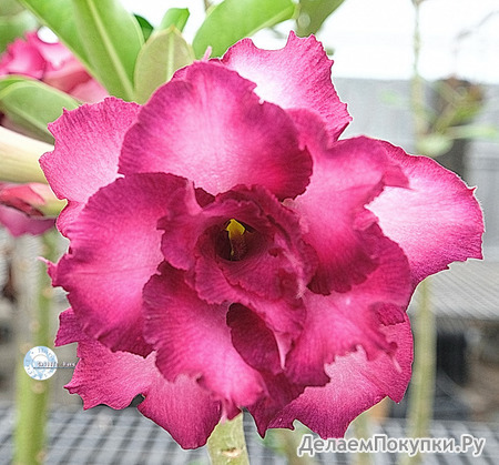 Adenium Obesum	KO_136 (5)