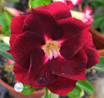 Adenium Obesum	KO_135 (5)