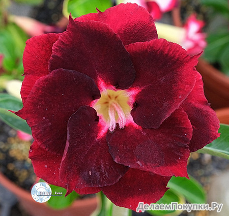 Adenium Obesum	KO_135 (5)