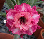 Adenium Obesum	KO_134 (5)