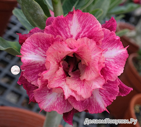 Adenium Obesum	KO_134 (5)