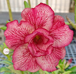 Adenium Obesum	KO_133 (5)