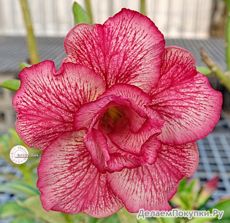 Adenium Obesum	KO_133 (5)