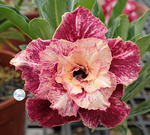 Adenium Obesum	KO_131 (5)