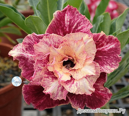 Adenium Obesum	KO_131 (5)