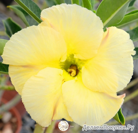 Adenium Obesum	KO_125 (5)