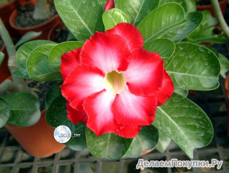 Adenium Obesum	Fragrant Cloud 5 