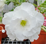 Adenium Obesum	KO_111 (5)