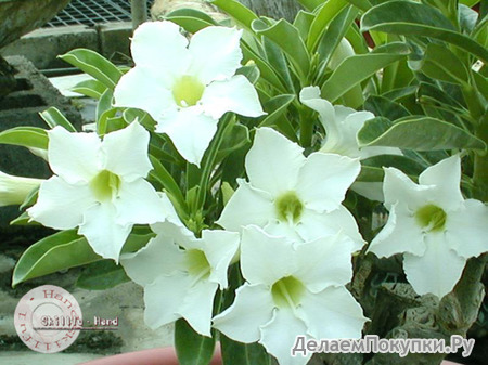 Adenium Obesum	Fragrant Star 5 