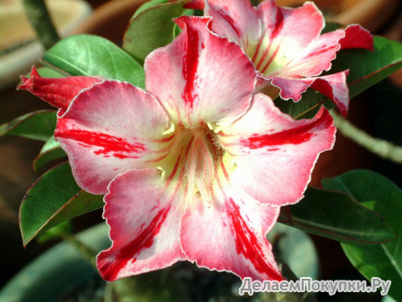 Adenium Obesum	Glory Medal 5 