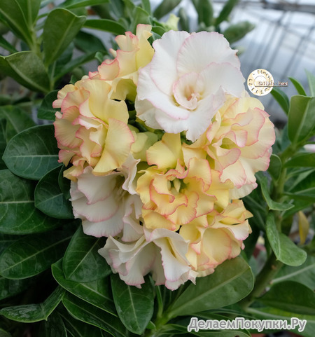 Adenium Obesum	KO_106 (5)