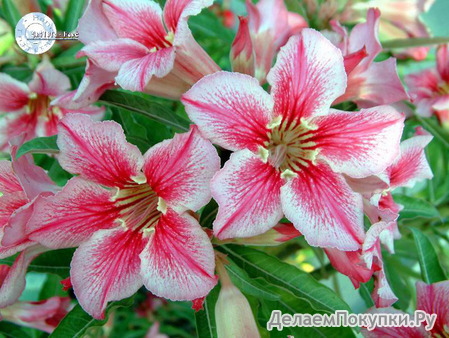 Adenium Obesum	Love affairs of Star 5 