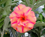 Adenium Obesum	KO_97 (5)