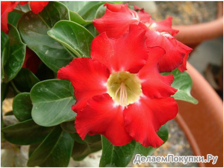 Adenium Obesum	Mini Size (RED) 5 