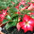 Adenium Obesum	Mini Size Mixed 5  (, , -)