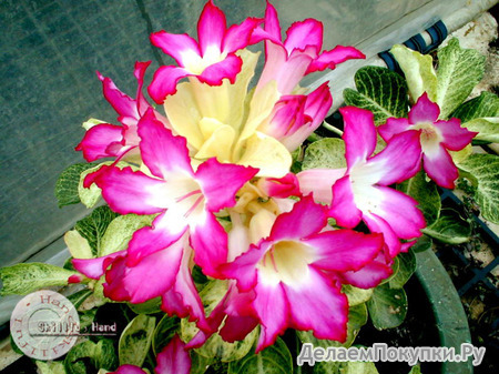 Adenium Obesum	Noble 5 