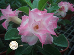 Adenium Obesum	KO_25 (5)