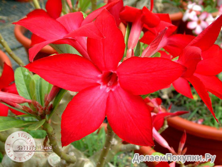 Adenium Obesum	Prominent 5 