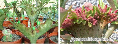 Adenium Obesum	Red Flabellate 5 