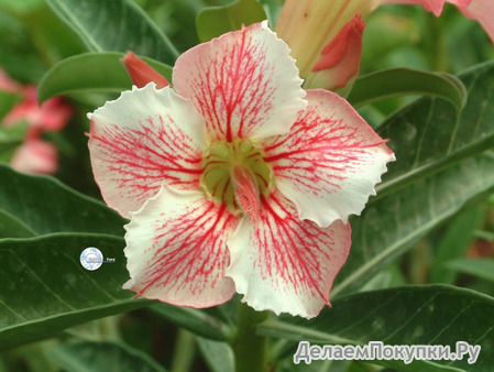 Adenium Obesum	Red Ripples 5 