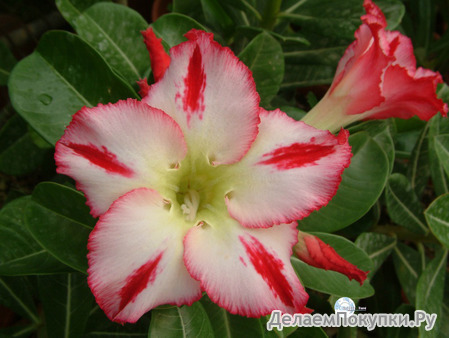 Adenium Obesum	Scarlet Knight 5 