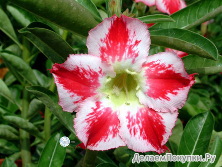 Adenium Obesum	Sheer Bliss 5 