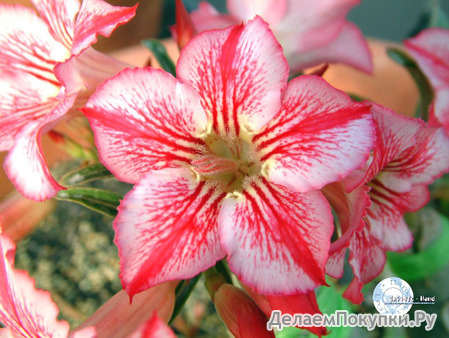 Adenium Obesum	Star of Hope 5 